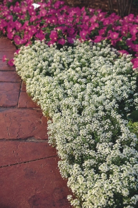 Picture of Alyssum - Snow Crystals